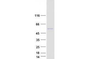 Validation with Western Blot