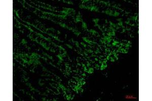 Immunofluorescence (IF) analysis of paraffin-embedded Mouse Colonic tissue.