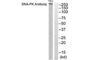 Western blot analysis of extracts from HeLa cells, using DNA-PK Antibody. (PRKDC anticorps  (AA 4061-4110))
