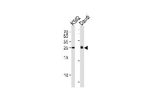 Western blot analysis of lysates from K562, Daudi cell line (from left to right), using MOB4A Antibody (C-term) (ABIN391030 and ABIN2841198). (MOBKL1A anticorps  (C-Term))