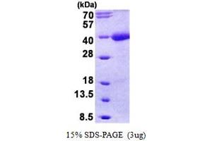 SDS-PAGE (SDS) image for Transmembrane Protein with EGF-Like and Two Follistatin-Like Domains 1 (TMEFF1) (AA 40-330) protein (His tag) (ABIN5852926)