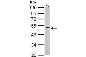 WB Image Sample (30 ug of whole cell lysate) A: Hep G2 , 10% SDS PAGE antibody diluted at 1:1000 (C17orf75 anticorps)