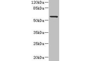 Western blot All lanes: FCRL4 antibody at 6 μg/mL + 293T whole cell lysate Secondary Goat polyclonal to rabbit IgG at 1/10000 dilution Predicted band size: 58, 57 kDa Observed band size: 58 kDa (FCRL4 anticorps  (AA 20-387))