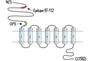 anti-Brain-Specific Angiogenesis Inhibitor 1 (BAI1) (AA 97-112), (Extracellular), (N-Term) antibody (FITC)