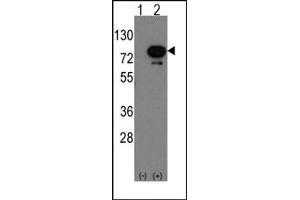 Image no. 1 for anti-Deformed Epidermal Autoregulatory Factor 1 (Drosophila) (DEAF1) (C-Term) antibody (ABIN357840) (DEAF1 anticorps  (C-Term))
