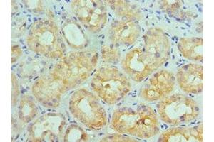 Immunohistochemistry of paraffin-embedded human kidney tissue using ABIN7156772 at dilution of 1:100 (IL11RA anticorps  (AA 30-290))