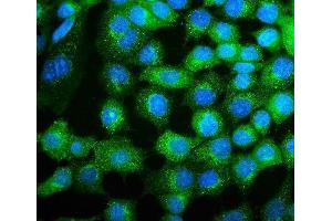 IF analysis of COPE using anti-COPE antibody (ABIN7602509). (COPE anticorps  (AA 80-308))