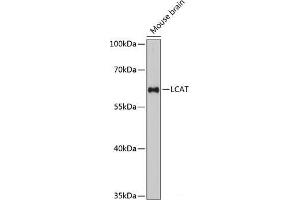 Western blot analysis of extracts of Mouse brain using LCAT Polyclonal Antibody at dilution of 1:3000. (LCAT anticorps)
