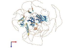 AlphaFold protein structure predicition of Mouse Recombinant Rims2 Protein, UniprotID Q9EQZ7