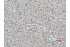 Immunohistochemistry (IHC) analysis of paraffin-embedded Mouse Kidney Tissue using Mas1 Polyclonal Antibody.