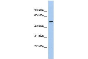 NKD1 antibody used at 1 ug/ml to detect target protein. (NKD1 anticorps)