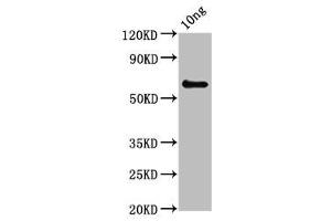 Western Blot Positive WB detected in Recombinant protein All lanes: pepP antibody at 3. (PepP (AA 1-354) anticorps)