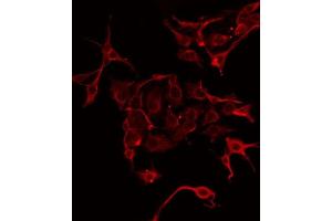 ABIN6275893 staining Hela by IF/ICC. (CPA1 anticorps  (Internal Region))