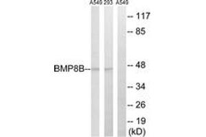 Western blot analysis of extracts from 293/A549 cells, using BMP8B Antibody.