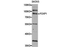 Western Blotting (WB) image for anti-Forkhead Box P1 (FOXP1) antibody (ABIN1876460) (FOXP1 anticorps)