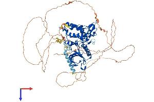 AlphaFold protein structure predicition of Human Recombinant DYRK1A Protein, UniprotID Q13627