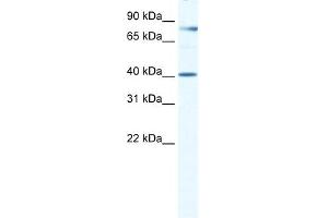 WB Suggested Anti-TEAD3 Antibody Titration:  0. (TEAD3 anticorps  (Middle Region))