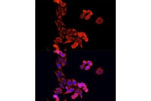 Immunofluorescence analysis of HeLa cells using CYCS antibody. (Cytochrome C anticorps  (AA 1-105))