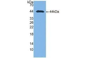 Detection of Recombinant AST, Human using Polyclonal Antibody to Aspartate Aminotransferase (AST) (GOT1 anticorps  (AA 1-413))