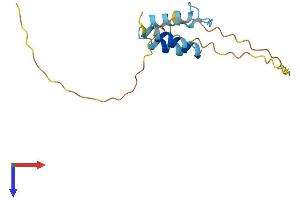 Oxidoreductase Like Domain Containing 1 (OXLD1) (AA 1-147) protein (His tag)