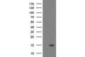 Image no. 1 for anti-Polymerase (RNA) II (DNA Directed) Polypeptide J2 (POLR2J2) antibody (ABIN1500338) (POLR2J2 anticorps)