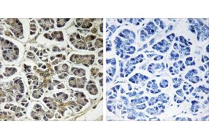 Peptide - +Immunohistochemistry analysis of paraffin-embedded human pancreas tissue using ATP5G2 antibody. (ATP5G2 anticorps)
