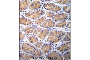 TOR2A Antibody immunohistochemistry analysis in formalin fixed and paraffin embedded human stomach tissue followed by peroxidase conjugation of the secondary antibody and DAB staining. (TOR2A anticorps  (AA 194-221))