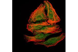 Immunofluorescence analysis of HepG2 cells. (BPIFA2 anticorps)
