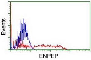 HEK293T cells transfected with either RC210521 overexpress plasmid (Red) or empty vector control plasmid (Blue) were immunostained by anti-ENPEP antibody (ABIN2455283), and then analyzed by flow cytometry. (ENPEP anticorps)