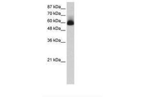 Image no. 1 for anti-Zinc Finger Protein 307 (ZKSCAN4) (N-Term) antibody (ABIN202739) (ZKSCAN4 anticorps  (N-Term))