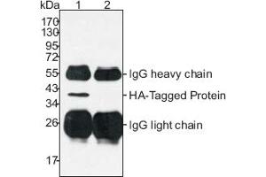 Western Blotting (WB) image for anti-HA-Tag antibody (ABIN1107479) (HA-Tag anticorps)