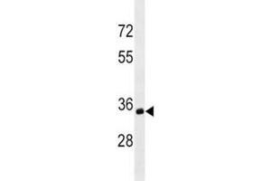 Anti-CD20 antibody western blot analysis in Ramos lysate.