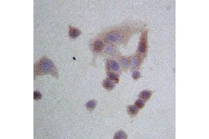 Anti-GRP94 antibody, IHC(P) IHC(P): HELA Cell