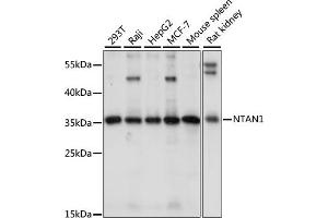 Western blot analysis of extracts of various cell lines, using NT antibody (ABIN7268787) at 1:1000 dilution. (NTAN1 anticorps  (AA 1-310))