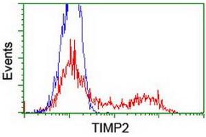 HEK293T cells transfected with either RC209796 overexpress plasmid (Red) or empty vector control plasmid (Blue) were immunostained by anti-TIMP2 antibody (ABIN2455390), and then analyzed by flow cytometry. (TIMP2 anticorps)