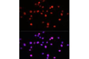 Immunofluorescence analysis of L929 cells using KLF8 antibody (ABIN7268158) at dilution of 1:100. (KLF8 anticorps  (AA 210-280))