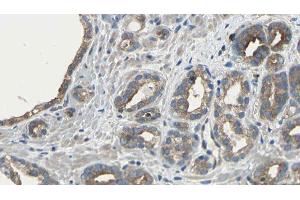 ABIN6275481 at 1/100 staining Human prostate tissue by IHC-P. (RGS5 anticorps  (Internal Region))