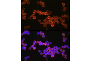 Immunofluorescence analysis of U937 cells using CD36/SR-B3 Rabbit pAb (ABIN7266189) at dilution of 1:150 (40x lens). (CD36 anticorps  (AA 301-400))