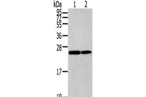 Western Blot analysis of Jurkat and Hela cells using RAN Polyclonal Antibody at dilution of 1/200 (RAN anticorps)
