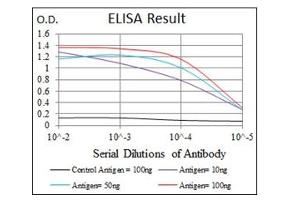 ELISA image for anti-Fibronectin antibody (ABIN1107235) (Fibronectin anticorps)