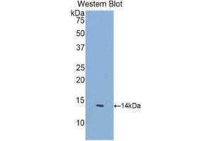 Western Blotting (WB) image for anti-GDNF Family Receptor alpha 1 (GFRA1) (AA 239-350) antibody (ABIN1171680) (GFRA1 anticorps  (AA 239-350))