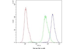 Flow cytometry testing of human HeLa cells with ARSA antibody at 1ug/10^6 cells (blocked with goat sera) (Arylsulfatase A anticorps)