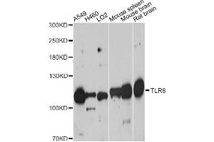 Western blot analysis of extracts of various cell lines, using TLR8 antibody. (TLR8 anticorps)