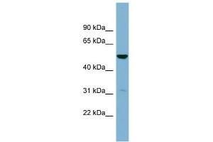 SDSL antibody used at 1 ug/ml to detect target protein.