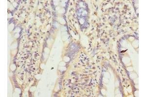 Immunohistochemistry of paraffin-embedded human small intestine tissue using ABIN7165217 at dilution of 1:100 (CNIH4 anticorps  (AA 78-117))