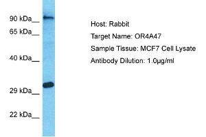 Host: Rabbit Target Name: OR4A47 Sample Type: MCF7 Whole Cell lysates Antibody Dilution: 1. (OR4A47 anticorps  (C-Term))