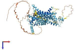 AlphaFold protein structure predicition of Human Recombinant SLC34A1 Protein, UniprotID Q06495