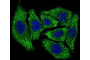Immunofluorescence analysis of HepG2 cells using DCTN4 mouse mAb (green).