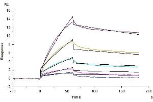 Cynomolgus Serum Albumin, His Tag immobilized on CM5 Chip can bind Cynomolgus/Rhesus macaque FcRn, His Tag with an affinity constant of 0.