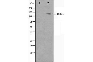 anti-Ubiquitin-Like Modifier Activating Enzyme 7 (UBA7) (C-Term) antibody